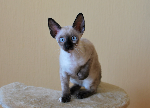 Котенок корниш-рекс купить Анабель, окрас: сиамский черепаховый, порода: корниш-рекс, пол: кошка - фото 10 | Питомник корниш-рекс «White Dune»