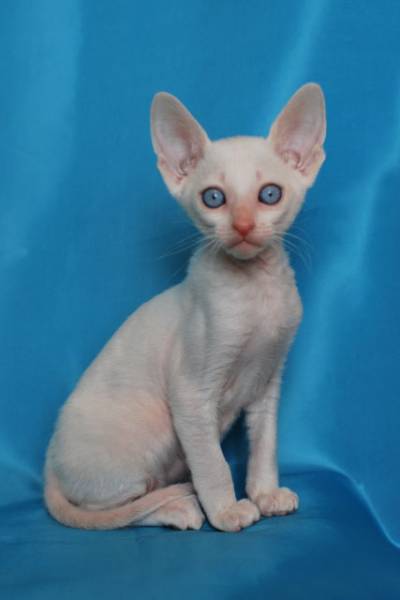 Котенок корниш-рекс купить Бисквитик, порода: корниш-рекс - фото 4 | Питомник корниш-рекс «White Dune»