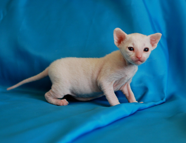 корниш-рекс купить Феликс, окрас: Белый, порода: корниш-рекс, пол: кот - фото 1 | Питомник корниш-рекс «White Dune»
