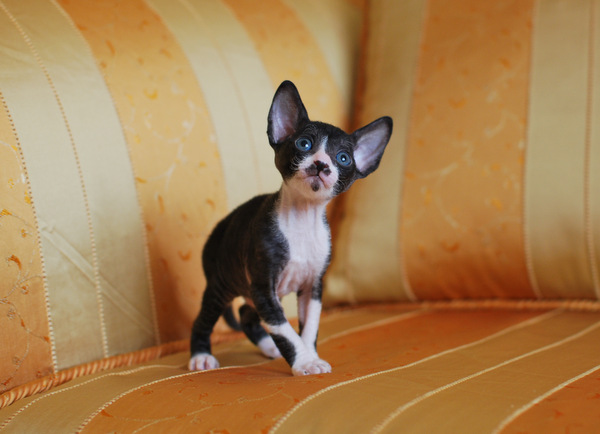 корниш-рекс купить Фея, окрас: черный с белым, порода: корниш-рекс, пол: кошка - фото 1 | Питомник корниш-рекс «White Dune»