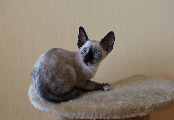 Котенок корниш-рекс купить Анабель, окрас: сиамский черепаховый, порода: корниш-рекс, пол: кошка - фото 6 | Питомник корниш-рекс «White Dune»