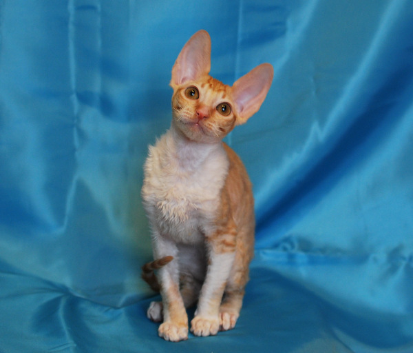 корниш-рекс купить Ferrari, окрас: рыжий с белым, порода: корниш-рекс, пол: кот - фото 1 | Питомник корниш-рекс «White Dune»