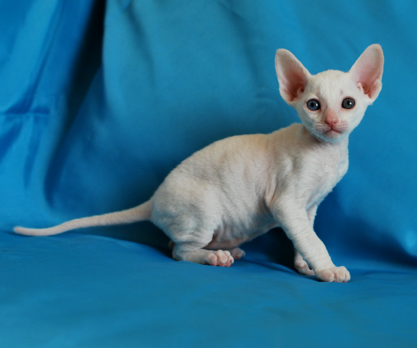 Котенок корниш-рекс купить Феликс, окрас: Белый, порода: корниш-рекс, пол: кот - фото 3 | Питомник корниш-рекс «White Dune»