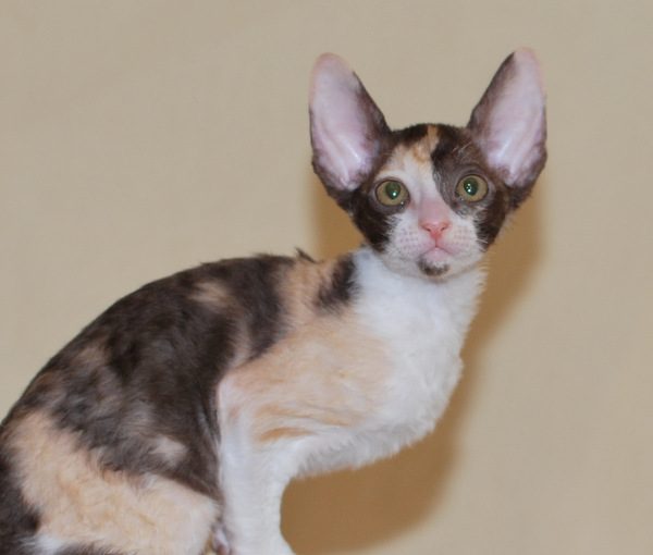 Котенок корниш-рекс купить Happy Love, окрас: Шоколадная черепаха, порода: корниш-рекс, пол: кошка - фото 2 | Питомник корниш-рекс «White Dune»