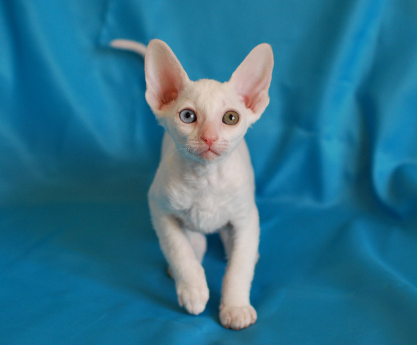 Котенок корниш-рекс купить Феликс, окрас: Белый, порода: корниш-рекс, пол: кот - фото 6 | Питомник корниш-рекс «White Dune»