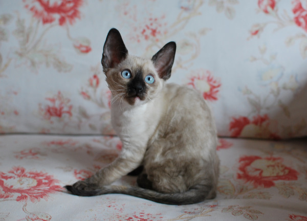 Котенок корниш-рекс купить Анабель, окрас: сиамский черепаховый, порода: корниш-рекс, пол: кошка - фото 2 | Питомник корниш-рекс «White Dune»