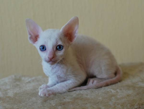 Котенок корниш-рекс купить Camellia, окрас: белый, порода: корниш-рекс, пол: кошка - фото 3 | Питомник корниш-рекс «White Dune»