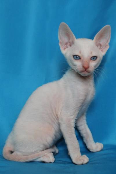 Котенок корниш-рекс купить Бисквитик, порода: корниш-рекс - фото 2 | Питомник корниш-рекс «White Dune»