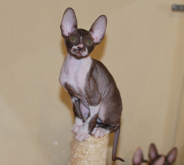 Котенок корниш-рекс купить Olivia, окрас: Шоколадный с белым, порода: корниш-рекс, пол: кошка - фото 2 | Питомник корниш-рекс «White Dune»