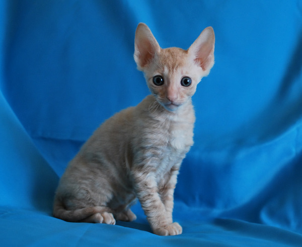 Котенок корниш-рекс купить DIOR, окрас: Кремовый с зелеными глазами, порода: корниш-рекс, пол: кот - фото 4 | Питомник корниш-рекс «White Dune»