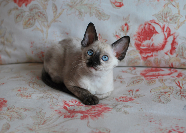 Котенок корниш-рекс купить Анабель, окрас: сиамский черепаховый, порода: корниш-рекс, пол: кошка - фото 3 | Питомник корниш-рекс «White Dune»