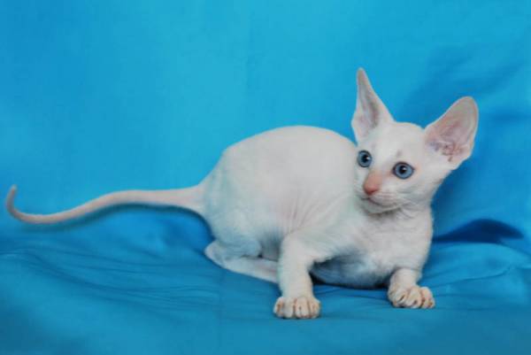 Котенок корниш-рекс купить Берта, порода: корниш-рекс - фото 3 | Питомник корниш-рекс «White Dune»