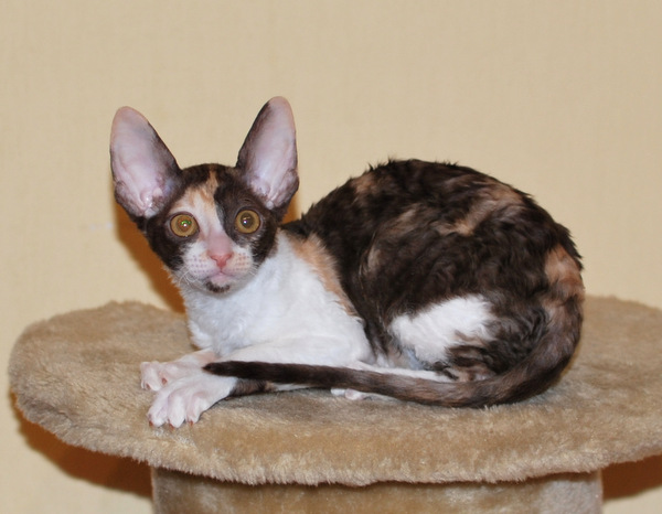 Котенок корниш-рекс купить Happy Love, окрас: Шоколадная черепаха, порода: корниш-рекс, пол: кошка - фото 6 | Питомник корниш-рекс «White Dune»