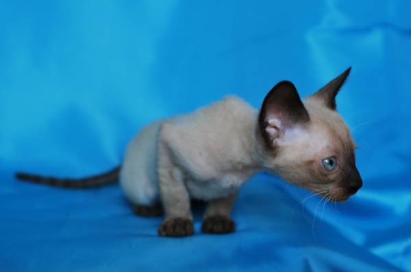 Котенок корниш-рекс купить Бейлис, порода: корниш-рекс - фото 4 | Питомник корниш-рекс «White Dune»