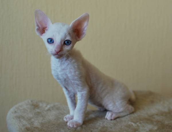 Котенок корниш-рекс купить Camellia, окрас: белый, порода: корниш-рекс, пол: кошка - фото 4 | Питомник корниш-рекс «White Dune»