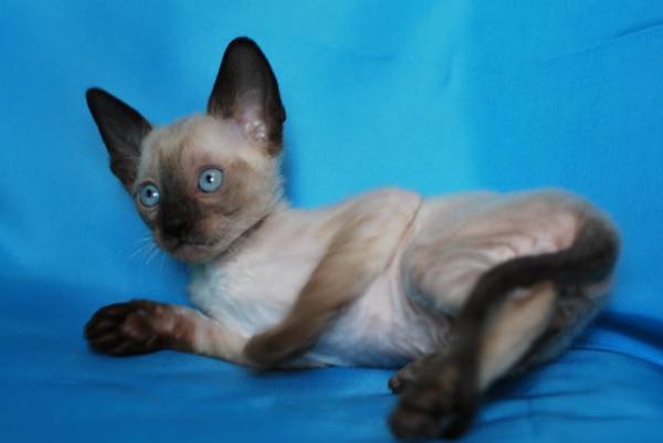 Котенок корниш-рекс купить Бейлис, порода: корниш-рекс - фото 2 | Питомник корниш-рекс «White Dune»