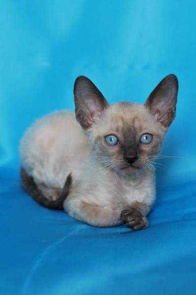 Котенок корниш-рекс купить Баста, порода: корниш-рекс - фото 5 | Питомник корниш-рекс «White Dune»