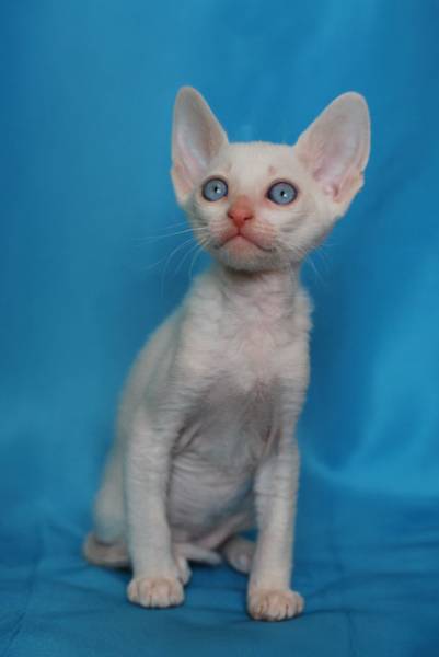 Котенок корниш-рекс купить Бисквитик, порода: корниш-рекс - фото 6 | Питомник корниш-рекс «White Dune»