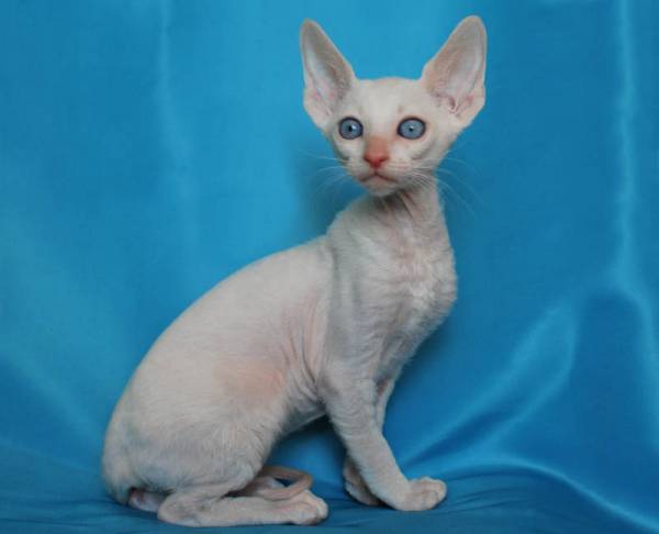 Котенок корниш-рекс купить Берта, порода: корниш-рекс - фото 4 | Питомник корниш-рекс «White Dune»