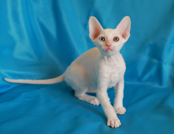 Котенок корниш-рекс купить Феликс, окрас: Белый, порода: корниш-рекс, пол: кот - фото 5 | Питомник корниш-рекс «White Dune»