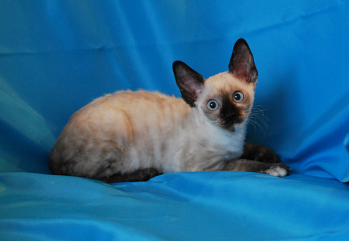 Котенок корниш-рекс купить Анабель, окрас: сиамский черепаховый, порода: корниш-рекс, пол: кошка - фото 9 | Питомник корниш-рекс «White Dune»