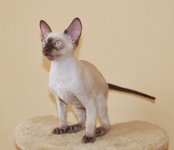 Котенок корниш-рекс купить G, окрас: Шоколад-поинт, порода: корниш-рекс, пол: кот - фото 3 | Питомник корниш-рекс «White Dune»