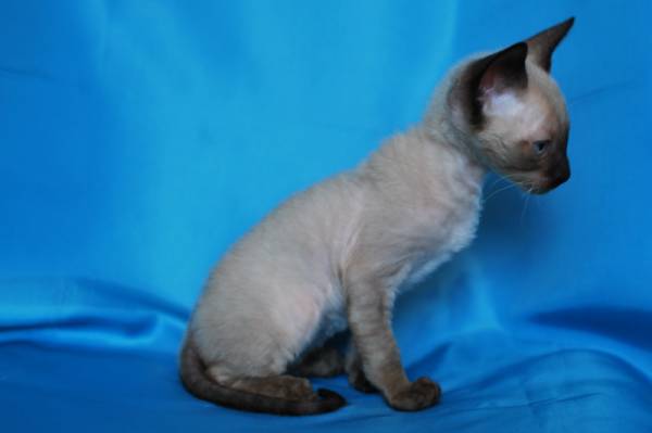 Котенок корниш-рекс купить Бейлис, порода: корниш-рекс - фото 3 | Питомник корниш-рекс «White Dune»