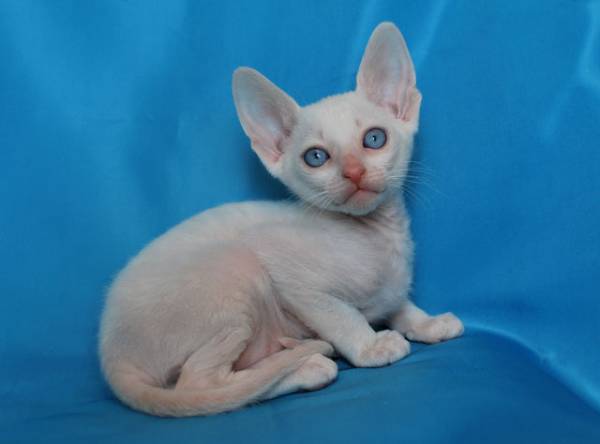 , порода: корниш-рекс - фото 1 | Питомник корниш-рекс «White Dune»