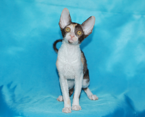 Котенок корниш-рекс купить Happy Love, окрас: Шоколадная черепаха, порода: корниш-рекс, пол: кошка - фото 9 | Питомник корниш-рекс «White Dune»