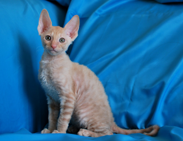 Котенок корниш-рекс купить DIOR, окрас: Кремовый с зелеными глазами, порода: корниш-рекс, пол: кот - фото 3 | Питомник корниш-рекс «White Dune»