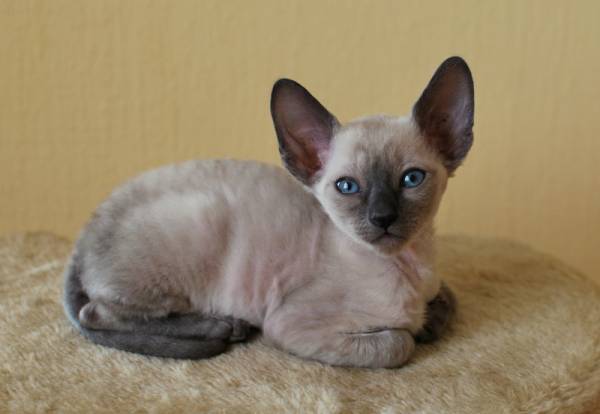 корниш-рекс купить Cachemire, окрас: сиамский, порода: корниш-рекс, пол: кот - фото 1 | Питомник корниш-рекс «White Dune»