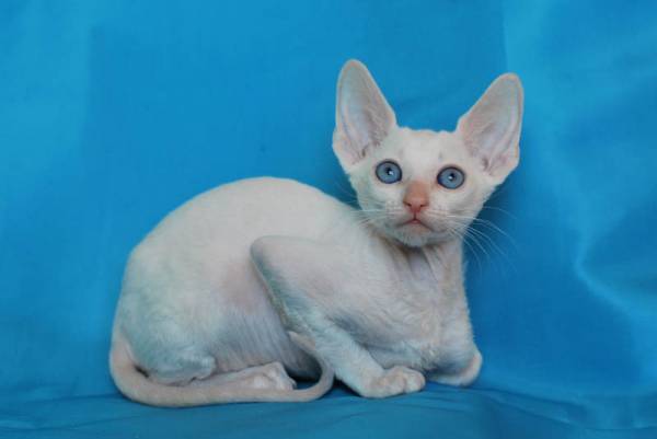 Котенок корниш-рекс купить Берта, порода: корниш-рекс - фото 5 | Питомник корниш-рекс «White Dune»