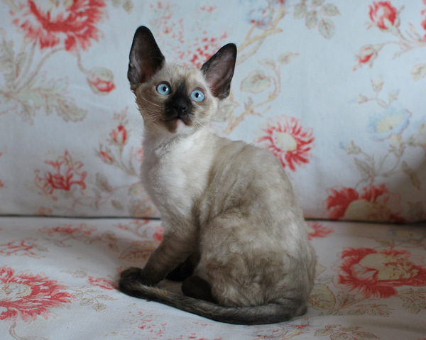 корниш-рекс купить Анабель, окрас: сиамский черепаховый, порода: корниш-рекс, пол: кошка - фото 1 | Питомник корниш-рекс «White Dune»