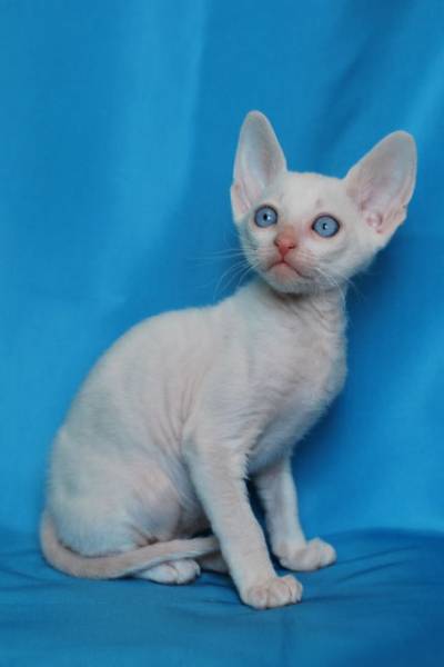 Котенок корниш-рекс купить Бисквитик, порода: корниш-рекс - фото 5 | Питомник корниш-рекс «White Dune»