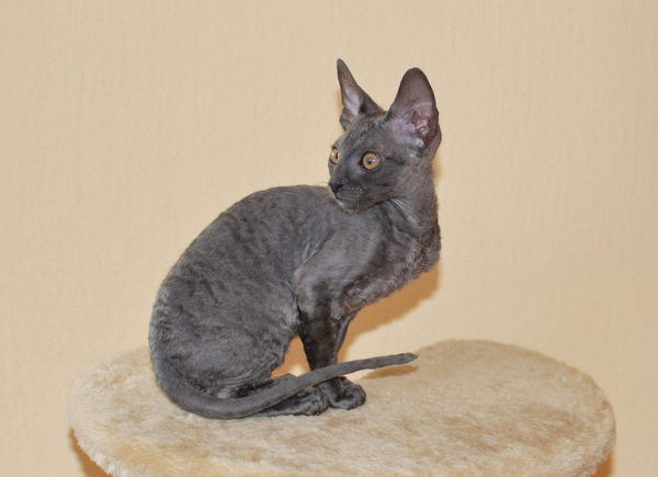 Котенок корниш-рекс купить Акварель, окрас: Сиамский черепаховый, порода: корниш-рекс, пол: кошка - фото 8 | Питомник корниш-рекс «White Dune»