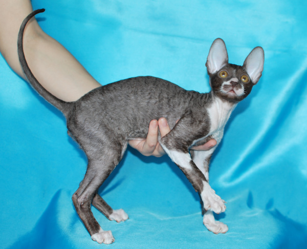 Котенок корниш-рекс купить Olivia, окрас: Шоколадный с белым, порода: корниш-рекс, пол: кошка - фото 6 | Питомник корниш-рекс «White Dune»